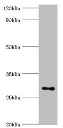 Invitrogen ALKBH2 Polyclonal Antibody 100 &mu;L; Unconjugated:Antibodies,