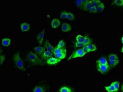 Invitrogen PTPLB Polyclonal Antibody 100 &mu;g; Unconjugated:Antibodies,