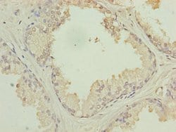 Invitrogen PTPLB Polyclonal Antibody 100 &mu;g; Unconjugated:Antibodies,