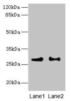 Invitrogen PTPLB Polyclonal Antibody 100 &mu;g; Unconjugated:Antibodies,