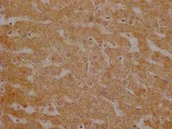 Invitrogen USP30 Polyclonal Antibody 100 &mu;g | Buy Online | Invitrogen&trade; | Fisher Scientific