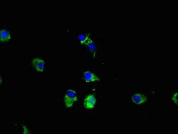 Invitrogen CPEB2 Polyclonal Antibody 100 &mu;g; Unconjugated:Antibodies,