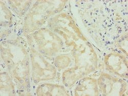 Invitrogen FAM122B Polyclonal Antibody 100 μg; Unconjugated:Antibodies,