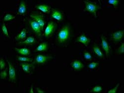 Invitrogen Alivin 1 Polyclonal Antibody 100 &mu;g; Unconjugated:Antibodies,