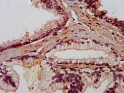Invitrogen Alivin 1 Polyclonal Antibody 100 &mu;g; Unconjugated:Antibodies,
