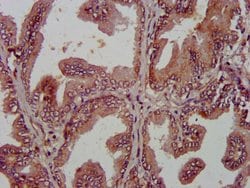 Invitrogen Alivin 1 Polyclonal Antibody 100 &mu;g; Unconjugated:Antibodies,