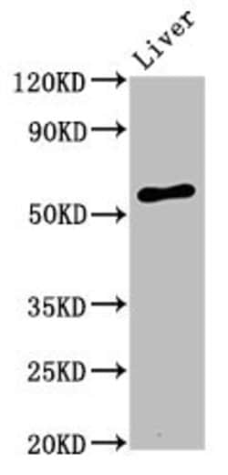 Invitrogen Alivin 1 Polyclonal Antibody 100 &mu;g; Unconjugated:Antibodies,