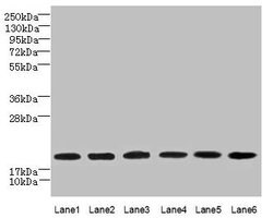 Invitrogen SPATA19 Polyclonal Antibody 100 &mu;g; Unconjugated:Antibodies,