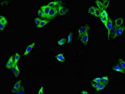 Invitrogen LRRTM4 Polyclonal Antibody 100 &mu;g; Unconjugated:Antibodies,