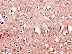 Invitrogen LRRTM4 Polyclonal Antibody 100 &mu;g; Unconjugated:Antibodies,