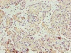 Invitrogen ERO1LB Polyclonal Antibody 100 &mu;g; Unconjugated:Antibodies,