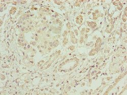 Invitrogen ERO1LB Polyclonal Antibody 100 &mu;g; Unconjugated:Antibodies,