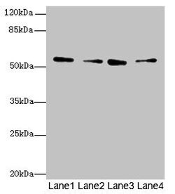 Invitrogen ERO1LB Polyclonal Antibody 100 &mu;g; Unconjugated:Antibodies,