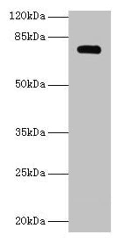 Invitrogen MON1A Polyclonal Antibody 100 &mu;g; Unconjugated:Antibodies,