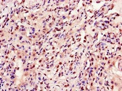 Invitrogen ANKRD23 Polyclonal Antibody 100 &mu;g; Unconjugated:Antibodies,