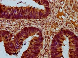Invitrogen THNSL2 Polyclonal Antibody 100 &mu;g; Unconjugated:Antibodies,