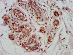 Invitrogen GATAD2A Polyclonal Antibody 100 &mu;g; Unconjugated:Antibodies,