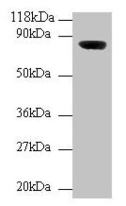 Invitrogen WDPCP Polyclonal Antibody 100 μg; Unconjugated:Antibodies,