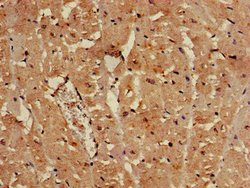 Invitrogen SULF2 Polyclonal Antibody 100 μg; Unconjugated:Antibodies,