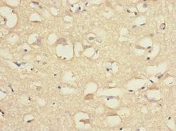 Contactin 4 Polyclonal Antibody:Antibodies, Polyclonal