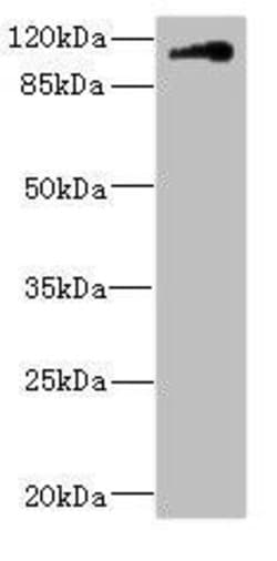 Contactin 4 Polyclonal Antibody:Antibodies, Polyclonal