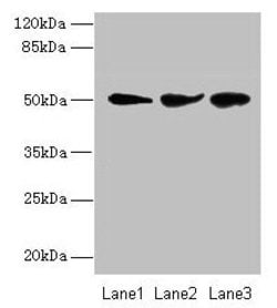 Invitrogen NIM1 Polyclonal Antibody 100 &mu;g; Unconjugated:Antibodies,