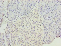 Invitrogen EGFL6 Polyclonal Antibody 100 &mu;g; Unconjugated:Antibodies,