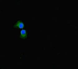 Invitrogen SULF1 Polyclonal Antibody 100 μg; Unconjugated:Antibodies,