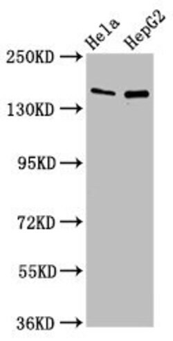 Invitrogen SULF1 Polyclonal Antibody 100 μg; Unconjugated:Antibodies,