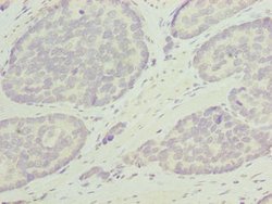 Invitrogen ODF3L1 Polyclonal Antibody 100 μg; Unconjugated:Antibodies,