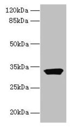 Invitrogen ODF3L1 Polyclonal Antibody 100 μg; Unconjugated:Antibodies,