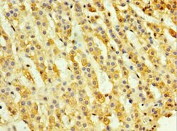 Invitrogen TH1L Polyclonal Antibody 100 μL; Unconjugated:Antibodies,
