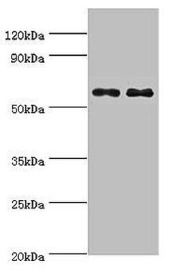 Invitrogen TH1L Polyclonal Antibody 100 μL; Unconjugated:Antibodies,