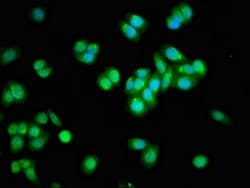 Invitrogen APOBEC3F Polyclonal Antibody 100 μg; Unconjugated:Antibodies,
