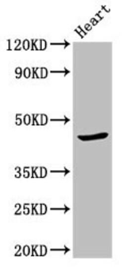 Invitrogen APOBEC3F Polyclonal Antibody 100 μg; Unconjugated:Antibodies,