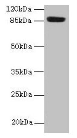 Invitrogen PASD1 Polyclonal Antibody 100 &mu;g; Unconjugated:Antibodies,