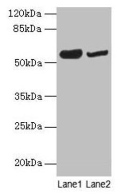 Invitrogen NOSTRIN Polyclonal Antibody 100 &mu;g | Buy Online | Invitrogen&trade; | Fisher Scientific