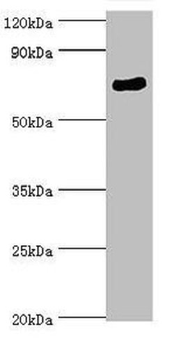 Invitrogen SPAG16 Polyclonal Antibody 100 &mu;L; Unconjugated:Antibodies,