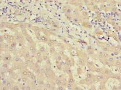 Invitrogen MIER2 Polyclonal Antibody 100 μg; Unconjugated:Antibodies,
