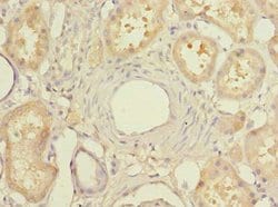 Invitrogen MIER2 Polyclonal Antibody 100 μg; Unconjugated:Antibodies,