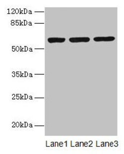 Invitrogen MIER2 Polyclonal Antibody 100 μg; Unconjugated:Antibodies,