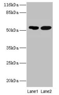 Invitrogen SVOPL Polyclonal Antibody 100 μg; Unconjugated:Antibodies,