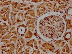 Invitrogen POGLUT1 Polyclonal Antibody 100 &mu;L; Unconjugated:Antibodies,
