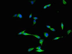 Invitrogen DYNC2H1 Polyclonal Antibody 100 &mu;g; Unconjugated:Antibodies,