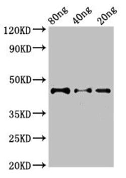 Invitrogen DYNC2H1 Polyclonal Antibody 100 &mu;g; Unconjugated:Antibodies,
