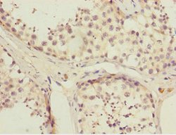 Invitrogen FAM48A Polyclonal Antibody 100 &mu;L; Unconjugated:Antibodies,