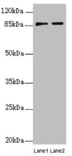Invitrogen FAM48A Polyclonal Antibody 100 &mu;L; Unconjugated:Antibodies,