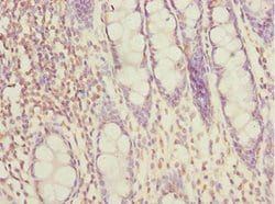 Invitrogen FAM48A Polyclonal Antibody 100 &mu;L; Unconjugated:Antibodies,