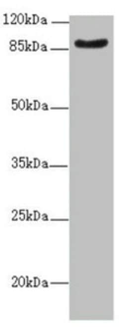 Invitrogen FAM48A Polyclonal Antibody 100 &mu;L; Unconjugated:Antibodies,