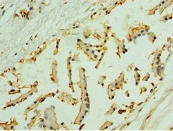 Invitrogen NLGN4Y Polyclonal Antibody 100 &mu;L; Unconjugated:Antibodies,